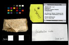 Foto (Objekt + Etikett) von Galatheites sp.  (NHMW-GEO-1990-0041-3238)